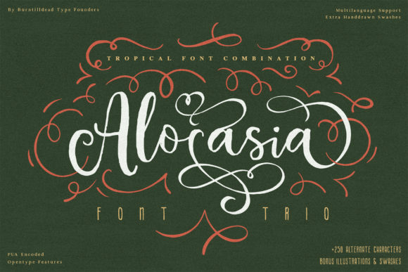 Alocasia Font for Web Design and Branding